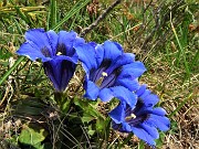 11 Gentiana acaulis (Genziana di Koch) ai Piani dell'Avaro 